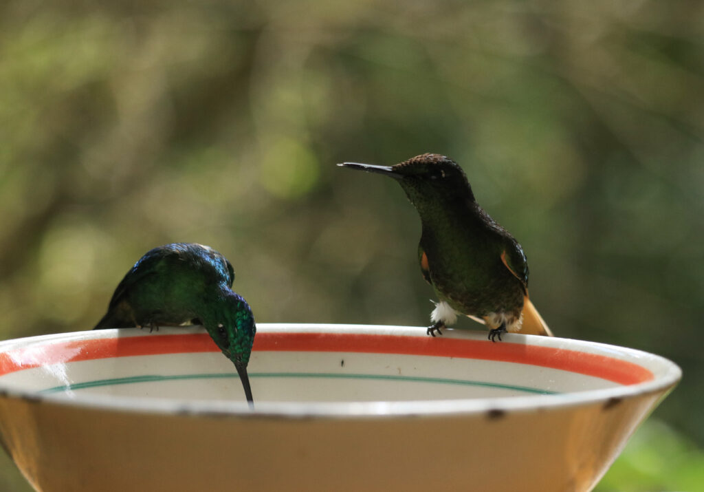 Kolibries Valle de Cocora