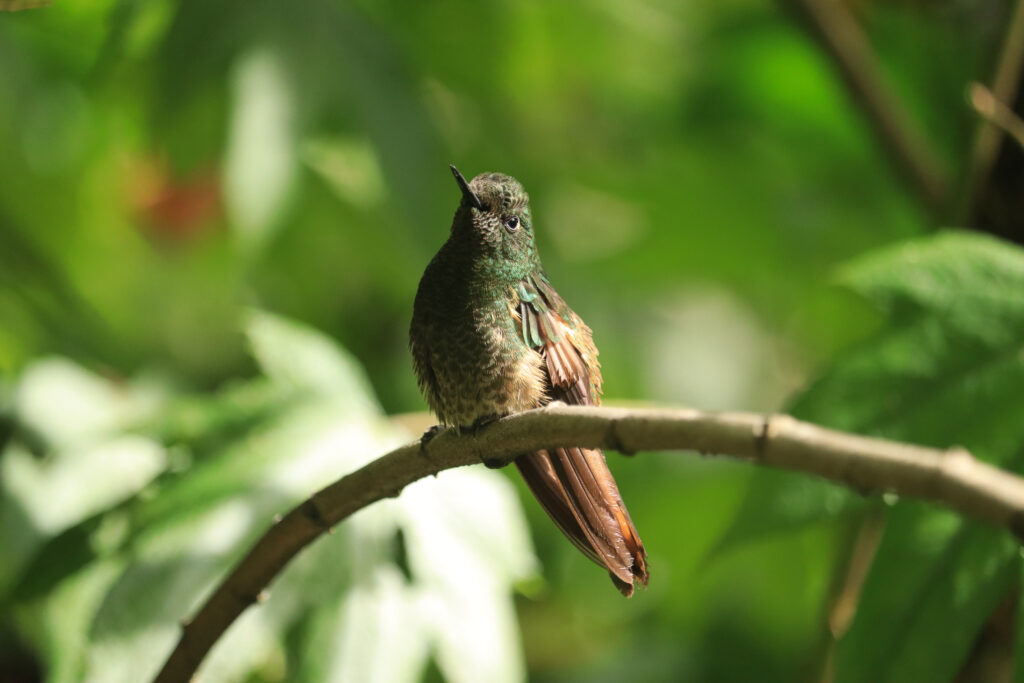 Casa de los Colibris