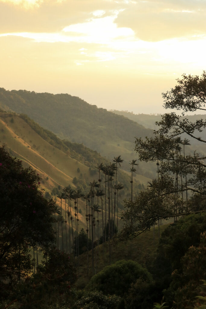 palmbomen in Colombia