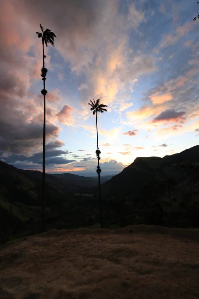 bezoek aan Valle de Cocora