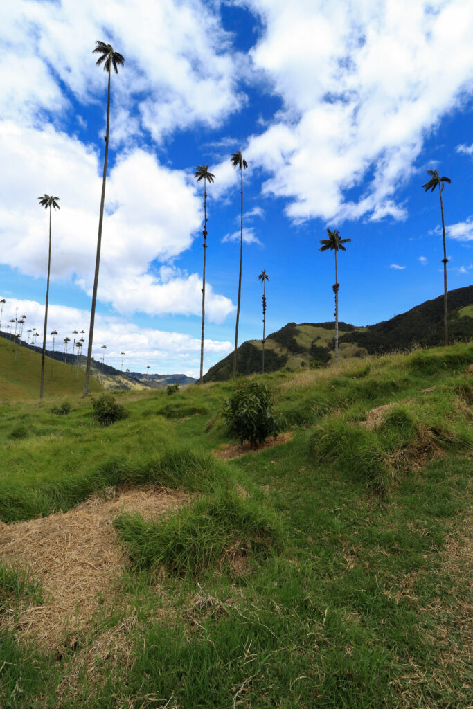 palmbomen in Colombia