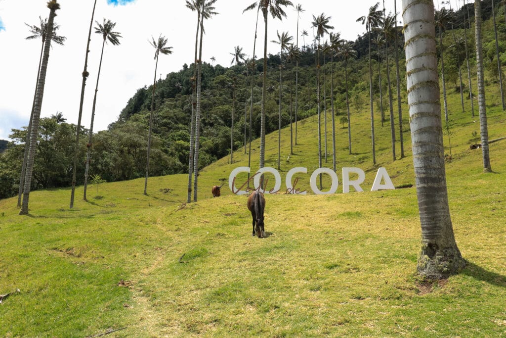 Hike door Valle de Cocora