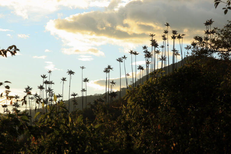 hike cocora valley