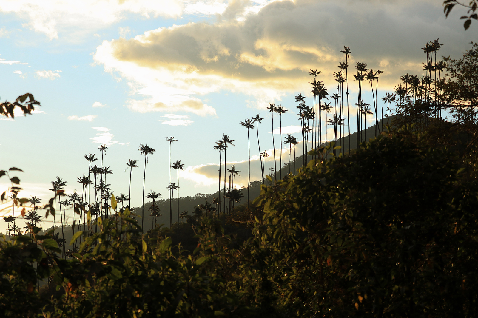 hike cocora valley