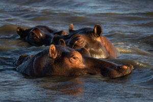 Nijlpaarden St. Lucia