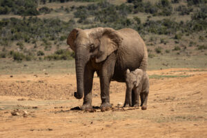 Big Five in Zuid-Afrika