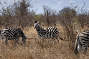 Zebra in Krugerpark