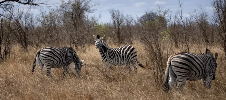 Zebra in Krugerpark
