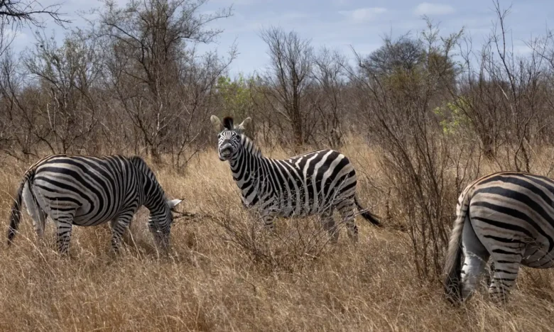 Zebra in Krugerpark