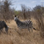 Zebra in Krugerpark