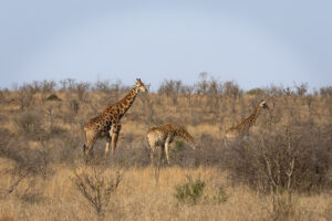 Dieren spotten Zuid-Afrika
