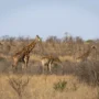Dieren spotten Zuid-Afrika