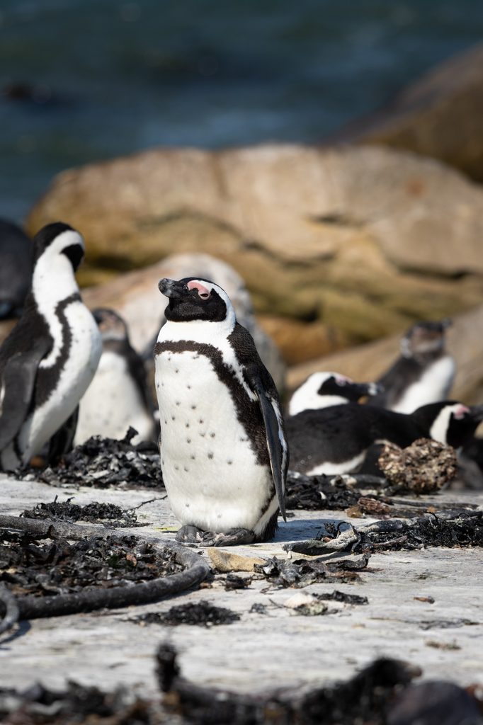 Pinguïns in Betty's Bay alternatief Boulders Beach