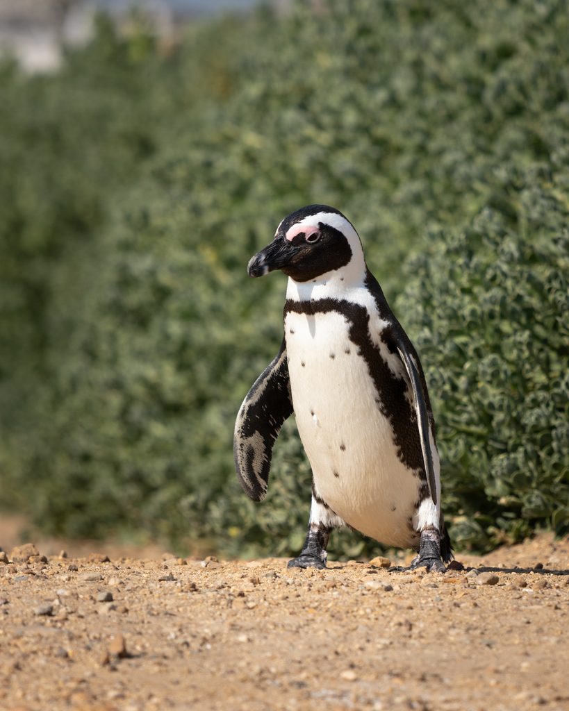 Pinguïns Betty Bay op de Garden Route